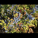 Viele Schlehen entlang der Straßen